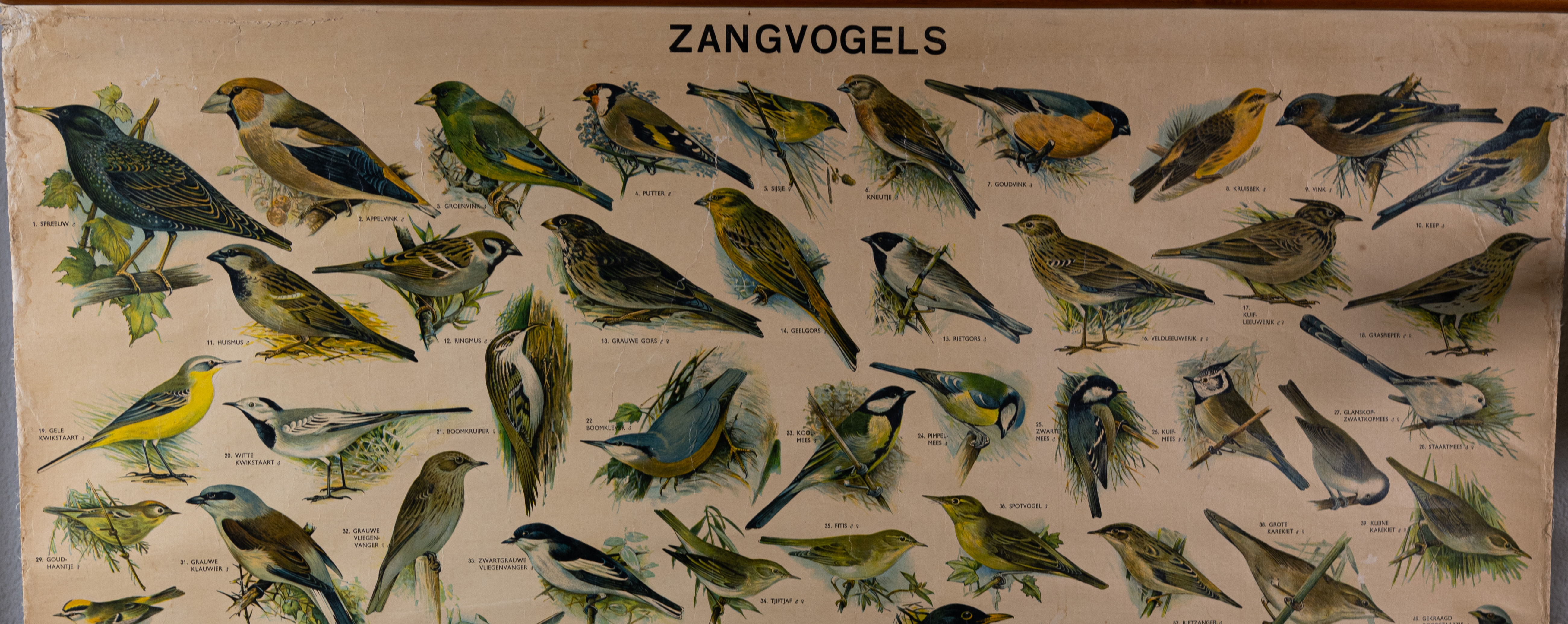 Zangvogels