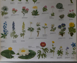 Beschermde Planten
