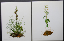 4 Schoolplaatjes    Botanisch  3