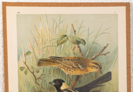 Bobolink + Bruinkopkoevogel