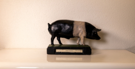 Varken  Britisch Saddleback