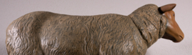 Schaap