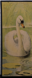 Zwaan