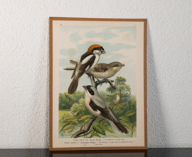 Roodkopklauwier en Kleine Klapekster