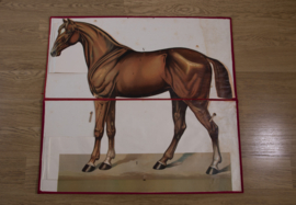 Paard anatomie
