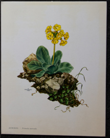 4 Schoolplaatjes    Botanisch  1