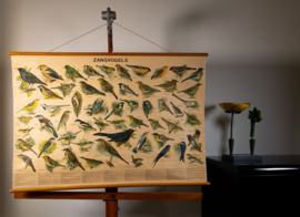 Zangvogels