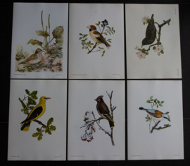 Beschermde vogels