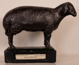 Schaap Oaie Karakul