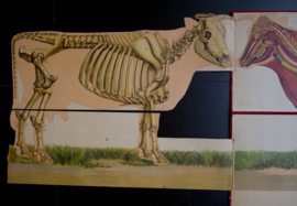 Koe  anatomie