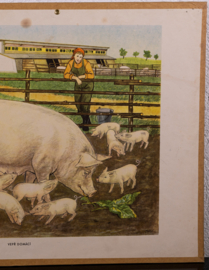 Varkens