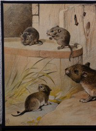 Muizen en Ratten