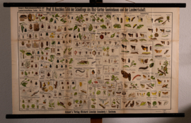 Schadelijke insecten