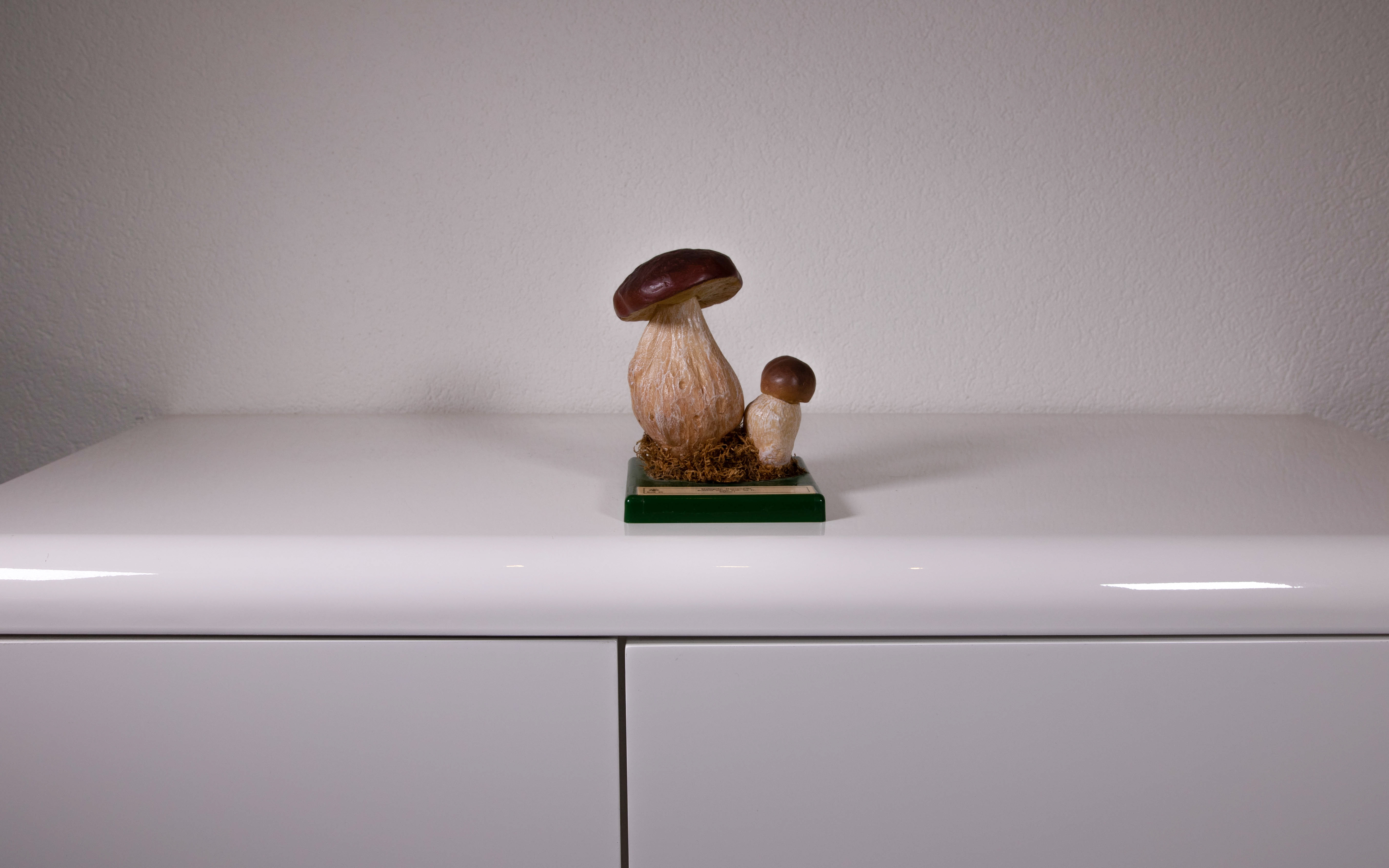 Boletus Edulis Bull