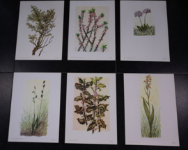 6 plaatjes Botanisch