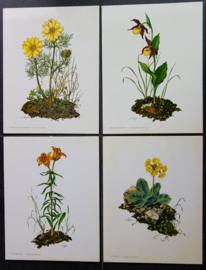 4 Schoolplaatjes    Botanisch  1