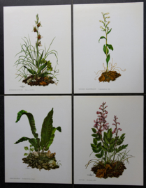 4 Schoolplaatjes    Botanisch  3