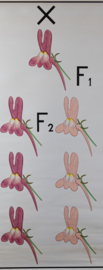 Erfelijkheidsleer bij planten  Cryptomerie Vlasbekje