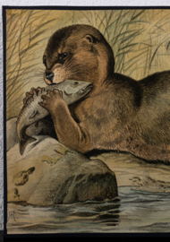 Otter