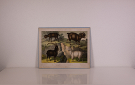 Schreiber Wild Schaap Wilde Geit