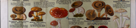 Verdachte en giftige paddenstoelen