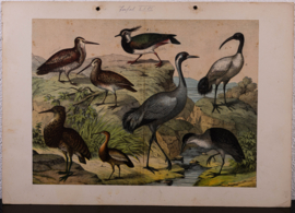 Schreiber Ooievaar, Flaming, Kraanvogel en Ibis