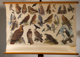 Uilen en Roofvogels