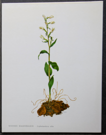 4 Schoolplaatjes    Botanisch  3