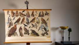 Uilen en Roofvogels