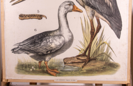 Reiger gans