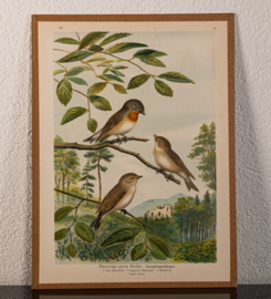 Kleine Vliegenvanger