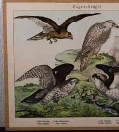 Schreiber Buizerd en Visarend