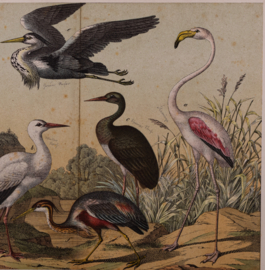 Schreiber Ooievaar, Flaming, Kraanvogel en Ibis