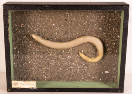 Vintage oude school  vitrine kastje  - Hazelworm .