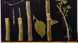 Vegative Voortplanting