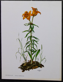 4 Schoolplaatjes    Botanisch  1