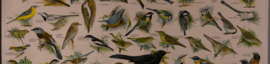 Zangvogels