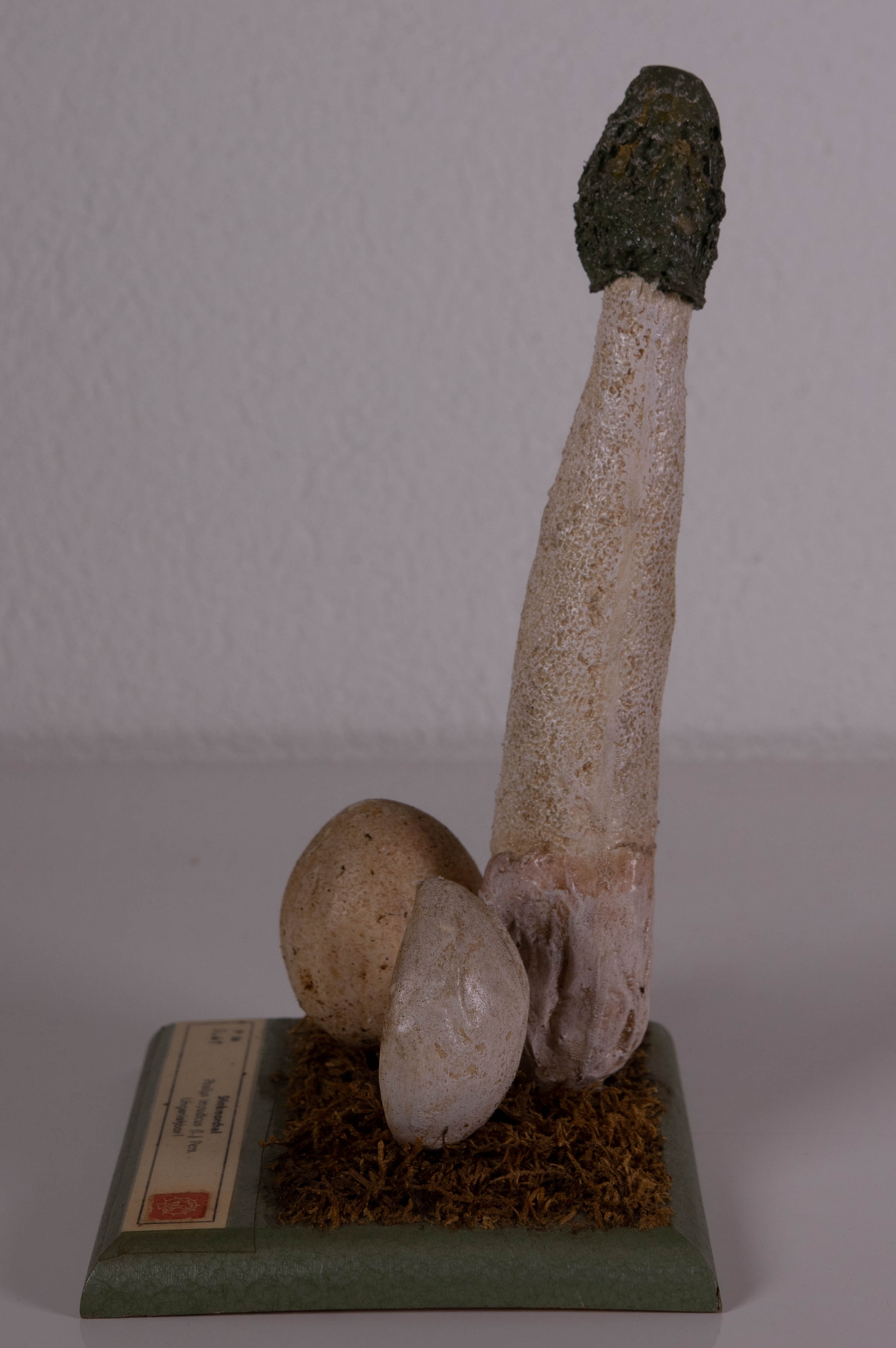 Phallus Impudicus