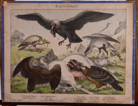 Schreiber Condor, Gier