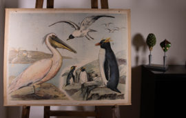 Pelikaan pinguin kokmeeuw