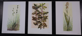 6 plaatjes Botanisch