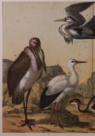 Schreiber Ooievaar, Flaming, Kraanvogel en Ibis