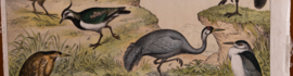 Schreiber Kievit Ibis Kraanvogel