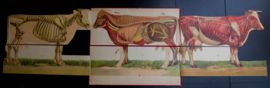 Koe  anatomie