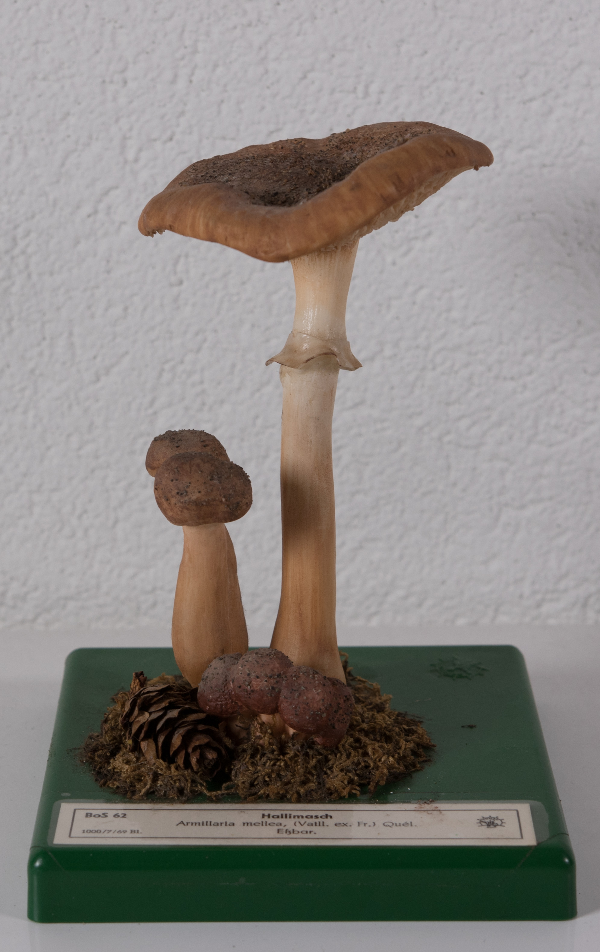 Armillaria Mellea