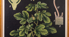 Gemeiner Feigenbaum