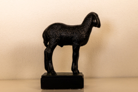 Schaap Lam Karakul .