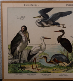 Schreiber Ooievaar en Flamingo
