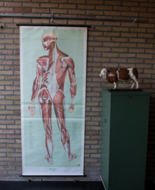 Spieren achterzijde