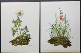 4 Schoolplaatjes    Botanisch  4